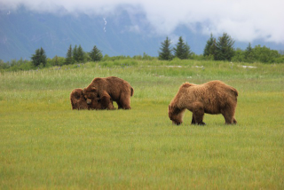 Illustration for article titled Please Enjoy This Gallery Of Amazing Bear Photos